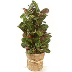 עציץ קליטאה מגוון