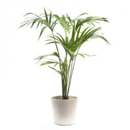 עציץ דקל יפייפה